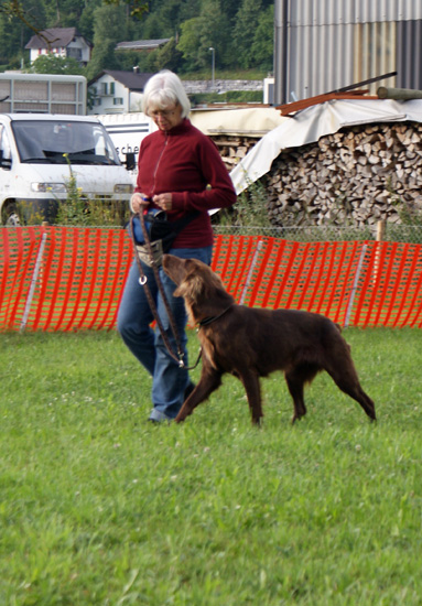 chaver_verena.jpg - Chaver ist ganz auf Frauchen konzentriert