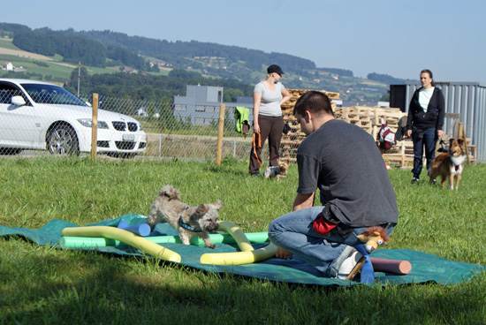 jambo_abrufen.jpg - Dann wird Jambo von Herrchen über die Poolnudeln auf die Blache abgerufen