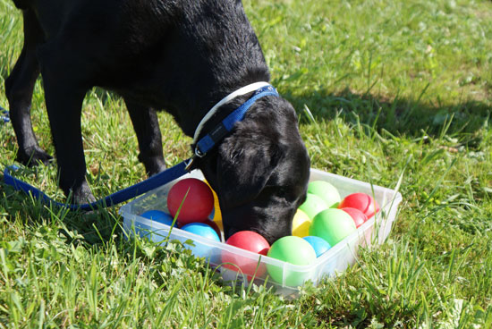 sapo_baelle.jpg - ...Auslastung der Hunde bei.