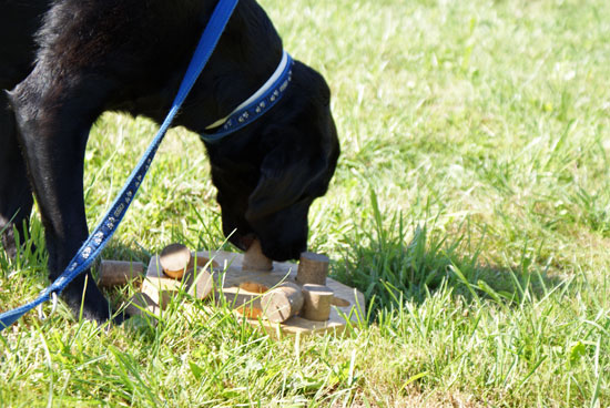 sapo_holzspiel.jpg - Sapo hat die Holzklötzchen ruckzuck weg und findet die Leckerli darunter