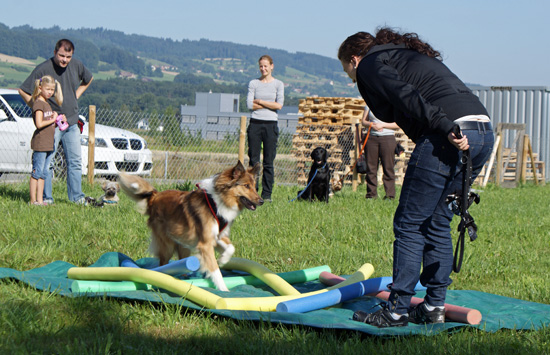 tokaya_abrufen.jpg - Auch Tokaya (FamCollie) traut sich...