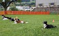 hundegruppe_warten