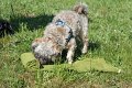 jambo_tuch_2