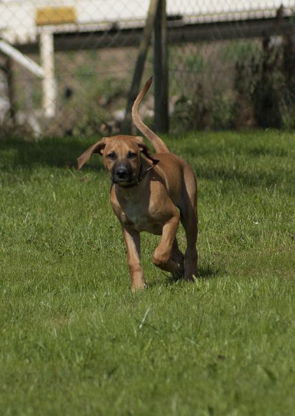 _DSC5325.jpg - Amari ist ein Rigdgeback-Mischling