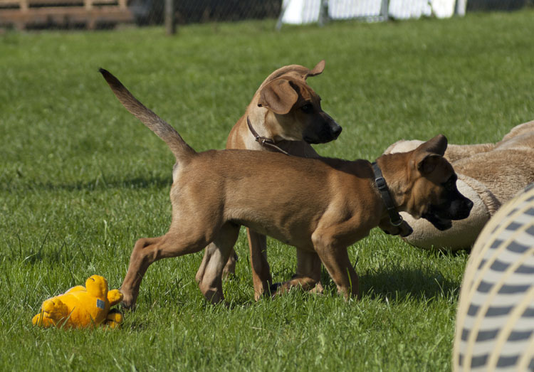 _DSC5330.jpg - Zeus, ein Boxer-Mischling (vorne) und Amari (hinten)