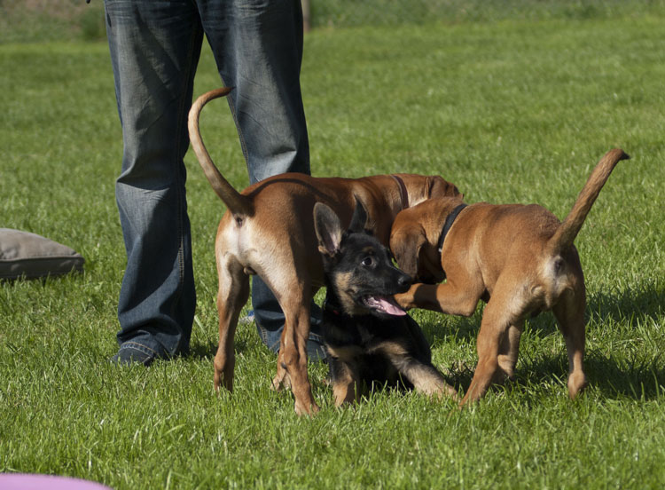 _DSC5332.jpg - Lass uns spielen!