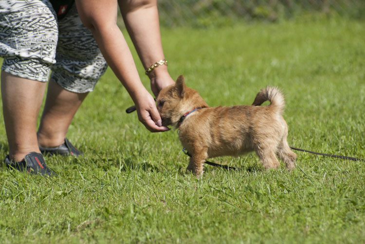_DSC5349.jpg - Betzy, eine kleine Norwich-Terrierdame