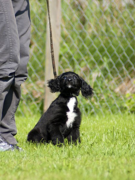 _DSC5361.jpg - Chatty ist ein Labradoodle