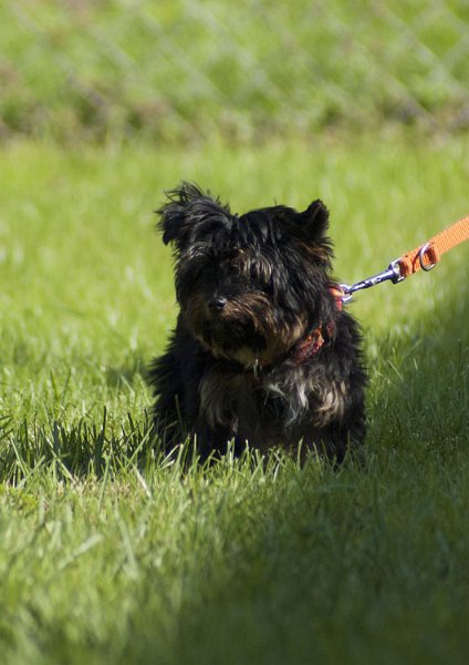 _DSC5372.jpg - Shia, die kleine Turbo-Yorkshire-Terrier-Dame