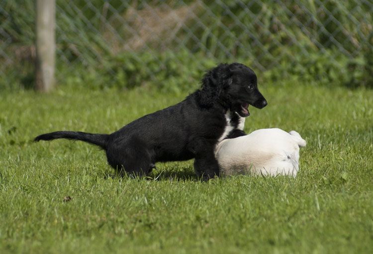 _DSC5388.jpg - Chatty und Schiva im Spiel