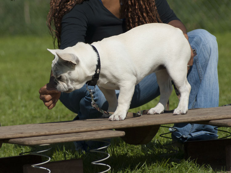 _DSC5412.jpg - Schiva, eine französische Bulldogge