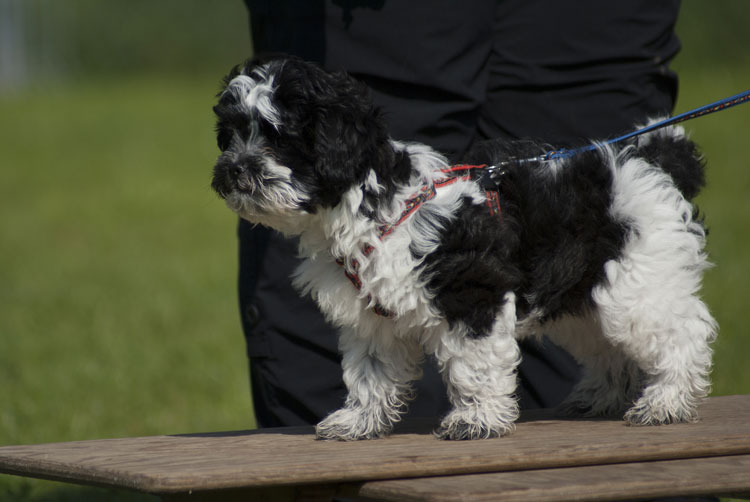 _DSC5419.jpg - Gismo ist ein süsser Mix aus Shi Tzu und Harlekinpudel