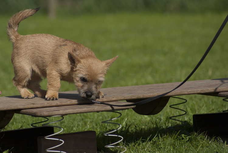 _DSC5430.jpg - Bonny ist Betzy's Schwester