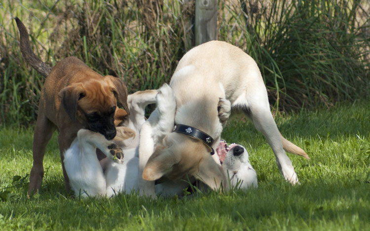 _DSC5445.jpg - Genussvolles Herumtollen