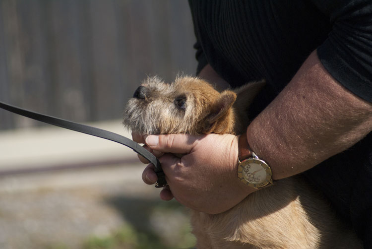 _DSC5481.jpg - Bonny (Norwich-Terrier)