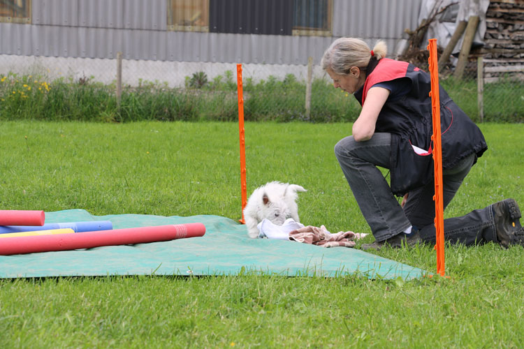 IMG_0033.jpg - In den Tüchern sind Leckerli versteckt, die der Hund suchen darf